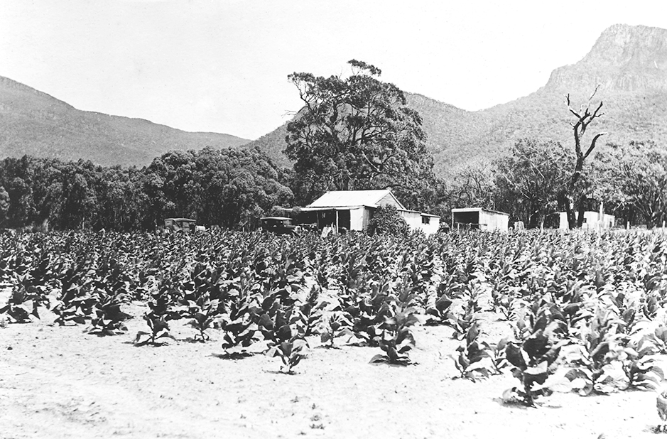 Tobacco growing in the 1930s in front of Cottage, within are area that is now the grounds of Grampians Paradise Camping and Caravan Parkland